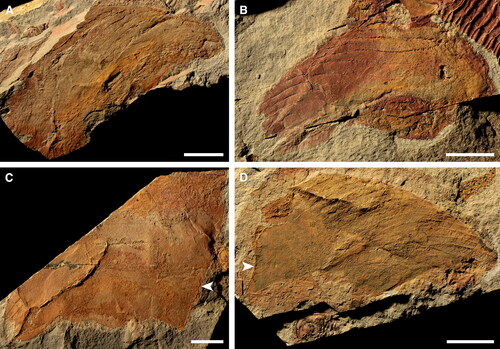 Figure 17. Unassigned Emu Bay Shale radiodont body flaps. A, SAMA P50326a. Largest known body flap. B, SAMA P55654b. C, SAMA P57407a. Flap with straight margin of articulation (arrowhead). D, SAMA P48154a, flap with 14 transverse lines and sharply defined margin of attachment (arrowhead). Scale bars: A = 20 mm; B–D = 10 mm.