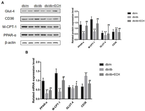 Figure 9 Western blot analysis of PPAR-α, M-CPT-1, CD36, GLUT-4 (A) and RT-PCR analysis of PPAR-α, M-CPT-1, CD36, GLUT-4 (B).