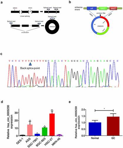 Figure 1. The biological structure of hsa_circ_0005230 and its expression in GC tissues and cells.