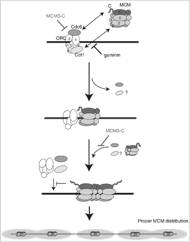 Figure 7. Model for the inhibitory autoregulation of MCM loading in the extract. Single hexameric MCM is recruited to DNA by prebound ORC/Cdc6/Cdt1 via interaction between MCM3 C-terminal-Cdc6 and between MCM6-Cdt1. Bound Cdc6 and Cdt1 are released on MCM loading, and the second MCM loading is promoted by rebinding of Cdc6 and Cdt1. After double hexamer formation, the conformation of a C-terminal region of MCM3 has changed and this inhibitory conformation could dissociate ORC/Cdc6/Cdt1 from DNA or inhibit their rebinding. The MCM3-C mimics the inhibitory conformation and could inhibit the first binding of ORC/Cdc6/Cdt1, or the second binding step of Cdc6/Cdt1. The inhibitory effect of MCM3-C is suppressed by ATP-γ-S and requires soluble factor(s) in the extract.