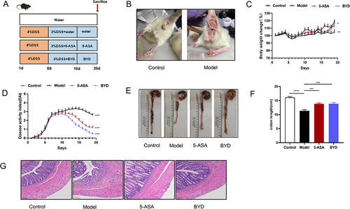 Figure 6 BYD ameliorates UC symptoms of colitis rat. (A) Time flow chart. (B) Representative images of perianal in control and model group. (C) Body weight changes during experiment (n = 6–8). (D) Disease active index (DAI) (n = 6–8). (E) Representative images of colon (n = 6–8). (F) length of colon (n = 6–8). (G) Representative H&E-stained colon section (scar bar, 100 µm) (n = 6–8). Data are expressed as Mean ± SEM. * P < 0.05, ** P < 0.01, *** P < 0.001; one-way ANOVA with Tukey’s post hoc analysis.