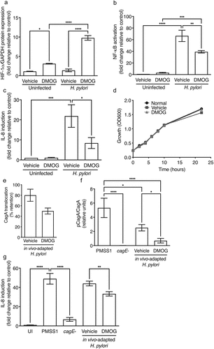 Figure 4. DMOG attenuates H. pylori cag T4SS function and induction of proinflammatory responses. Levels of HIF-1α were assessed by Western blot analyses (a), NF-κB activation by luciferase assay (b), and IL-8 by ELISA (c) in AGS cells treated with vehicle or DMOG and then challenged with or without H. pylori. H. pylori was grown in Brucella broth (BB) with vehicle or DMOG and bacterial growth was measured by OD600 (d). In vivo-adapted H. pylori were isolated from infected mice treated with vehicle or DMOG and co-cultured with AGS cells to assess CagA translocation by Western blot analysis (e-f) and IL-8 by ELISA (g). The percentage of H. pylori that retained T4SS function (e) and CagA translocation (f) were determined. ANOVAs with Sidak multiple comparisons test were used for statistical analyses and standard error of the mean is shown. ****, P < .0001; ***, P < .001; **, P < .01; *, P < .05.