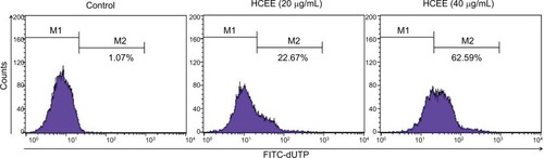 Figure 4 Effect of HCEE on DNA fragmentation in HeLa cells as measured by TUNEL assay.Notes: HeLa cells were incubated for 24 hours with various concentration of HCEE (0–40 μg/mL). They were then treated with DNA labeling solution containing terminal deoxynucleotidyl transferase enzyme and fluorescein-conjugated dUTP and further incubated in PI/RNase staining buffer and kept under dark before analyzing by flow cytometry. Representative dot plot image shows the fluorescence shift toward the left, thereby indicating the increase in TUNEL-positive cells.Abbreviations: dUTP, deoxyuridine triphosphate; FITC, fluorescein isothiocyanate; HCEE, Hedychium coronarium ethanol extract; PI, propidium iodide.