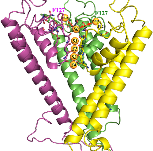 Figure 15. Homology model of Kir1.1b in the closed state, showing 3(of 4) identical subunits (each in a different color). Aromatic residues F127 and F129 from each subunit are at the extracellular end of the permeation path. Five specific K binding sites (S0 to S4) are located along the Kir1.1b permeation path. The K ions at S0 and S4 are presumably half hydrated, and the K ions at Sext are probably fully hydrated. Model generated using MOE (Molecular operating environment, Montreal, Canada) with the closed-state 3.1 angstrom crystal structure of the chicken inward rectifier Kir2.2 (3JYC) as template.