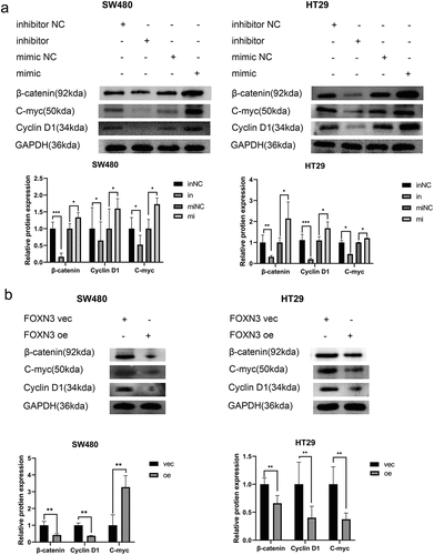 Figure 7. miR-135b-5p/FOXN3 activates the Wnt/β-catenin signaling pathway. (A) β-catenin, c-myc, and cyclin D1 protein expression determined by Western blotting. (B) Western blot analysis was used to assess β-catenin, c-myc, and cyclin D1 protein expression in CRC cells transfected with the FOXN3 plasmid or pcDNA3.1(+) vector.