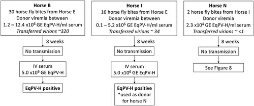 Figure 7. EqPV-H transmission via horse flies could not be demonstrated. Horse flies were fed on EqPV-H viremic horses, dependent on horse fly capture and feeding behaviour. Flies that fed on EqPV-H+ donors were immediately transferred to EqPV-H− recipient horses, where they fed to repletion. The estimated number of virions transmitted to each horse was calculated based on donor viremia (GE/ml serum) at the time of each fly bite, 2 nl of blood transfer per bite, and an estimated 40% packed cell volume of the donor (60% serum volume). If horses did not become EqPV-H+ by 8 weeks after fly feeding, an additional inoculation was administered, as indicated, to demonstrate susceptibility to infection. GE, genome equivalents.