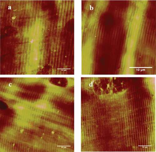 Figure 2. AFM 2D images of the longissimus lumborum (LL) muscle fibers. (a) and (b) Control at 5 min. (c) and (d) Treated with 100 W ultrasound bath for 5 min.