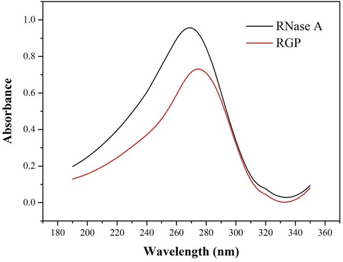 Figure 2 UV-Vis spectra of RNase A and RGP.