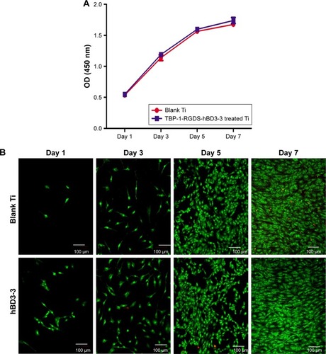 Figure 7 (A) Proliferation of MC3T3-E1 cells cultured on surfaces of blank Ti (control) and Ti plates treated with TBP-1-RGDS-hBD3-3 for 1–7 days. (B) Live/dead assay of MC3T3-E1 cells stained with AO/EB (green: live; red: dead) after being cultured for 1–7 days on Ti plates that were either untreated (control) or treated with TBP-1-RGDS-hBD3-3 at 640 µg/mL.Abbreviation: Ti, titanium.