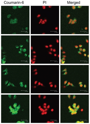 Figure 9 Confocal laser scanning microscopic images (in each column: left, fluorescein isothiocyanate channel; middle, rhodamine B isothiocyanate channel; right, merged images) of MCF-7 cells after 30 minutes’ incubation with coumarin-6 solution (row 1), coumarin-6-loaded micelles (row 2). Rows 3 and 4 show formulations similar to those in rows 1 and 2, but incubation time was 2 hours.Abbreviation: PI, propidium iodide.