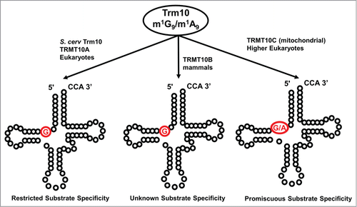 Figure 7. The Trm10 family of methyltransferases exhibit differences in chemistry and substrate recognition. Trm10 enzymes were originally identified based on their ability to catalyze m1G9 methylation (the G9 target nucleotide is shown in red), which only occurs on a subset of tRNAs in S. cerevisiae (left panel). Subsequent investigation revealed that higher eukaryotes encode up to 3 Trm10 paralogs (TRMT10A, B and C, as indicated) and that the methylation activity and substrate specificities of these enzymes are distinct. TRMT10A (left panel) is most similar to S. cerevisiae Trm10 and exhibits similar biochemical properties. TRMT10B (middle panel), like TRMT10A, is a G9 methyltransferase but substrate specificity has not been well characterized, while TRMT10C (right panel) is a strictly mitochondrial methyltransferase with much broader tRNA substrate specificity and the unusual ability to catalyze both G9 and A9 methylation.