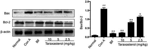 Figure 9. Effects of taraxasterol on hepatic Bax and Bc1-2 expressions in Con A-induced acute hepatic injury. The mice were treated with taraxasterol (10, 5 and 2.5 mg/kg, respectively) or Bif and injected a single dose of Con A. Hepatic Bax and Bc1-2 expressions were measured by Western blot analysis; the ratio of Bax and Bc1-2 was calculated. The values represent the means ± SEMs. ##p < .01 vs. normal group; *p < .05, **p < .01 vs. Con A group.