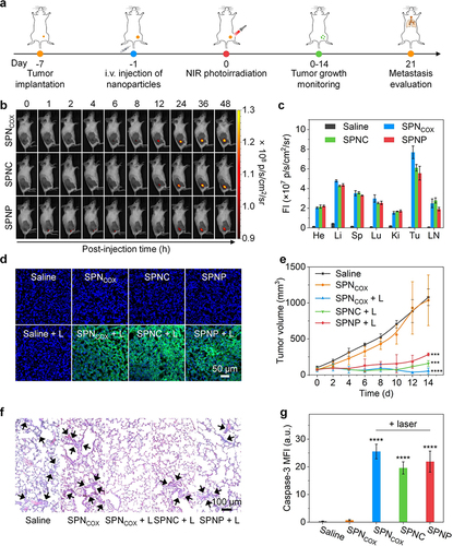 Figure 5 In vivo anti-tumor and anti-metastatic effect of SPNCOX.