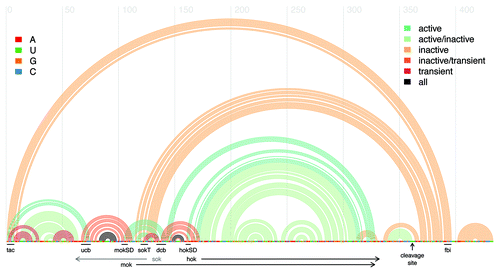 Figure 1. Arc plot of the mRNA for the Hok and Mok proteins, featuring the reference sequence from Escherichia coli plasmid R1, along with known structure motifs. Every arc represents a base-pair between the corresponding sequence positions. The legend at right corresponds to the arc colors, and indicates the structural conformation (active, inactive, or transient) in which the base-pair is found. The legend at left elucidates the identity of the nucleobases in the reference sequence. Annotated black lines indicate the positions of notable sequence motifs: tac, translational activator element; ucb, upstream complementary box; dcb, downstream complementary box; mok SD, mok Shine-Dalgarno sequence; hok SD, hok Shine-Dalgarno sequence; fbi, fold-back inhibitory element. Black horizontal arrows delineate the positions of the hok and mok protein-coding regions. Note that the sok antisense RNA is complementary to the region indicated by the gray horizontal arrow and not part of the hok/mok mRNA. The vertical black arrow denotes the position of the 3′ cleavage site. Figure generated using the R-chie program.Citation29