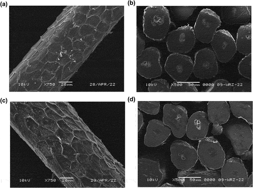 Figure 6. Surface morphology and cross-section of guarded hairs; a/and b/one-year-old sheep; c/and d/eight-years-old sheep.