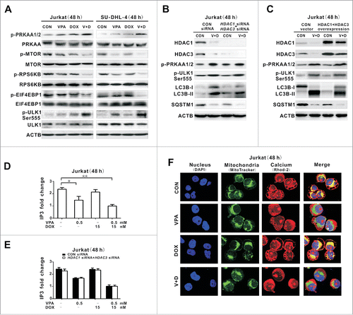 Figure 3. Valproic acid combined with doxorubicin induced PRKAA1/2 activation and MTOR inhibition though reducing cellular IP3 and mitochondrial calcium. (A) Phosphorylated and total protein expression of PRKAA1/2, MTOR, RPS6KB, EIF4EBP1, and phosphorylated ULK1 (p-ULK1 Ser555) detected by western blot in Jurkat and SU-DHL-4 cells treated with valproic acid (VPA, 0.5 mM) and/or doxorubicin (DOX, 15 nM) at 48 h. (B and C) Expression of HDAC1, HDAC3, p-PRKAA1/2, p-ULK1 Ser555 as well as LC3B-II and SQSTM1 by western blot in Jurkat cells transfected with HDAC1 and HDAC3 siRNA (B), or overexpression vectors (C), followed by treatment with VPA (0.5 mM) and DOX (15 nM) for 48 h. ACTB was used to monitor equivalent protein loading. (D) IP3 levels assessed by ELISA in Jurkat cells treated with VPA (0.5 mM) and/or DOX (15 nM) at 48 h. **P < 0.01,*P < 0.05 compared with the untreated cells. (E) IP3 levels in Jurkat cells transfected with HDAC1 and HDAC3 siRNA, followed by treatment with VPA (0.5 mM) and/or DOX (15 nM) at 48 h. (F) Representative immunofluorescence images of mitochondrial (green) and calcium (red) in Jurkat cells treated with VPA (0.5 mM) and/or DOX (15 nM) at 48 h. Cells were counterstained with DAPI (blue).