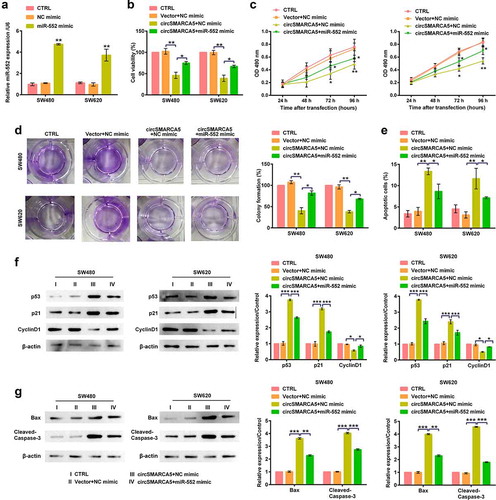 Figure 6. Participation of miR-552 in circSMARCA5-regulated colon cancer cell growth. (a) RT-qPCR analysis of miR-552 expression in SW480 and SW620 cells transfected with miR-552 mimic (or mimic NC). SW480 and SW620 cells were transfected with circSMARCA5 overexpressing plasmid (or vector) and miR-552 mimic (or mimic NC). (b) Viability assessed by MTT assay 48 h after transfection. (c) The growth curves evaluated by using MTT assay. (d) Colony formation assessed by crystal violet. (e) Apoptosis assessed by flow cytometry. Western blot of total protein extracted from transfected cells were probed for (f) p53, p21, CyclinD1 (g) Bax and cleaved-caspase-3. * p < 0.05, ** p < 0.01, *** p < 0.001