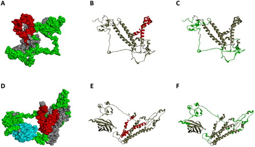 Figure 2. The visualization of HTLEs and BLEs in two proteins. (A) This diagram is the tertiary structure model of L protein. The red color represents HTLEs and the green color represents BLEs. (B) This diagram is the visualization of HTLEs in L protein and the red region is the HTLEs. (C) This diagram is the visualization of BLEs in L protein and the green region is the BLEs. (D) This diagram is the tertiary structure model of V_C4HBL protein. The red color represents HTLEs, the green color represents BLEs and the cyan color represents IgV_CTLA-4. (E) This diagram is the visualization of HTLEs in V_C4HBL and the red region is the HTLEs. (F) This diagram is the visualization of BLEs in V_C4HBL and the red region is the BLEs.