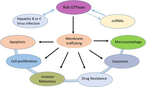 Figure 2 Rab GTPases can affect cell proliferation, apoptosis, invasion, metastasis, exosomes and autophagy by mediating membrane transport. Hepatitis B or C virus can interact with Rab GTPases. Some noncoding RNAs can regulate Rab GTPases expression in HCC.