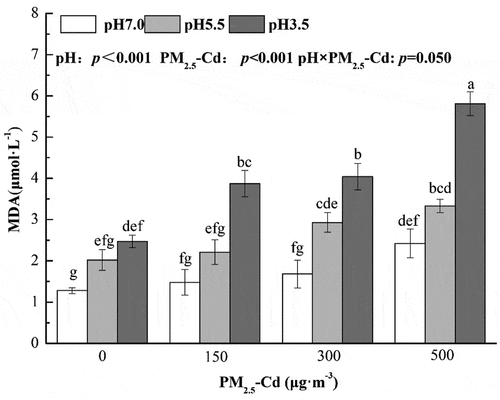 Figure 3. Changes of the foliar MDA content under different simulated AR and PM2.5-Cd treatments.