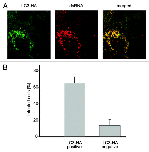 Figure 6. Nonlipidated LC3 restores EAV replication in LC3-depleted cells. (A) Vero E6 cells were cotransfected with siRNA directed against LC3A and LC3B (siRNALC3) and the plasmid expressing nonlipidated LC3-HA, which is not targeted by the siRNA probes. Cells were then infected with EAV at 48 h post transfection and fixed at 16 h p.i. before being processed for immunofluorescence analysis using antibodies against the indicated proteins. (B) Statistical analysis of the experiment shown in (A). The graph illustrates the percentage of cells, positive or negative for LC3-HA that contained dsRNA puncta, i.e., productively infected by EAV.
