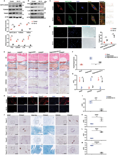 Figure 8. Pharmacological activation of NLRX1 by NX-13 attenuates disc degeneration in rat degenerative disc model and tissue culture of human disc. (A and B) protein expressions of mitophagy indicators (MAP1LC3B-II, TOMM20, TIMM23), senescence indicators (TP53, CDKN2A) and SASP factors (IL1B, IL6) in primary human NP cells isolated from degenerated NP tissues following the treatments of PBS or NX-13. (C) confocal analysis of TOMM20 and MAP1LC3B protein with if staining in primary human NP cells isolated from degenerated NP tissues following the treatments of PBS or NX-13, scale bar: 10 μm. (D) cell proliferation (MKI67 immunofluorescent staining) and cell senescence (SA-GLB1/β-gal staining) in primary human NP cells isolated from degenerated NP tissues following the treatments of PBS or NX-13, scale bar: 50 μm (IF images), 100 μm (white light images). (E-G) rat disc degenerative models treated with NX-13 and histologic analysis, upper panel: HE and so staining, lower panel: immunohistochemical staining of collagen type II, CDKN2A and MKI67, scale bar: 500 μm (left panel), 50 μm (right panel). (H and I) ROS detection by DCFH labelling in frozen section of human NP tissues in-vitro cultured by NX-13 or not, scale bar: 500 μm. (J-M) histologic analysis of human NP tissues in-vitro cultured by NX-13 or not with alcian blue staining or IHC staining (MKI67, CDKN2A), scale bar: 20 μm. Data are represented as mean ± SD. *p < 0.05, **p < 0.01.