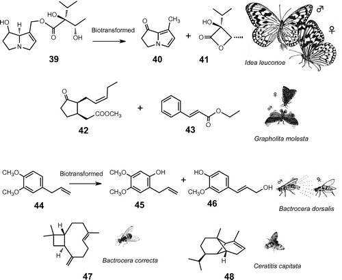 Fig. 4. Plant chemicals for sexual communication.Note: Males of the giant danaine butterfly, I. leuconoe, biotransform defensive pyrrolizidine alkaloid, lycopsamine (39), to danaidone (40) and viridifloric β-1actone (41) and emit from the hairpencil organ as sex pheromone. A female oriental fruit moth, G. molesta, is attracted to male sex pheromone composed of methyl epijasmonate (42) and ethyl (E)-cinnamate (43). Males of oriental fruit fly, B. dorsalis, pharmacophagously acquire methyl eugenol (44) from plants and biotransform to sex pheromone 2-allyl-4,5-dimethoxyphenol (45) and (E)-coniferyl alcohol (46), which entice females during courtship. Males of the guava fruit fly, B. correcta, sequester β-caryophyllene (47) in the rectal pheromone glands. Mediterranean fruit fly, C. capitata, may use α-copaene (48) as a cue to navigate both sexes to the rendezvous site.