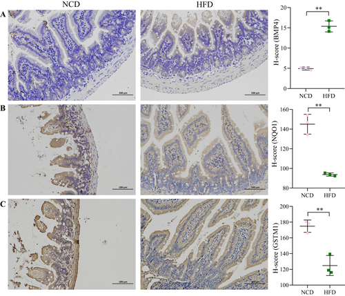 Figure 5 Expression of BMP4, NQO1 and GSTM1. (A) BMP4. (B) NQO1. (C) GSTM1. Scale bar 100µm. The vertical coordinate indicates the H-score of protein expression. **P < 0.01.