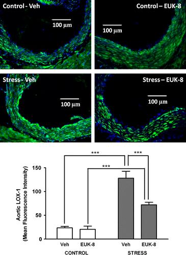 Figure 3  Effect of restraint stress on aortic root LOX-1 expression in Apoe− / − mice. Representative images showing LOX-1 expression in aortic root transverse sections from Apoe− / − mice. LOX-1 was detected using immunohistochemistry (green), and nuclei were visualized using DAPI (blue). Mice were either vehicle treated: control/Veh (n = 5) or stress/Veh (n = 4) or treated with EUK-8, an oxygen-derived free radical scavenger: control/EUK-8 (n = 5) or stress/EUK-8 (n = 5). Stressed mice were exposed to restraint stress for 2 h per day for 14 consecutive days. EUK-8 or vehicle was administered by intra-peritoneal injection every other day for 14 days. The lower panel shows a summary graph. Data are group means ± SEM. ***p < 0.001, post hoc Bonferroni tests.