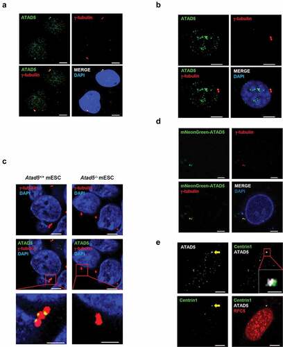 Figure 1. ATAD5 is localized at the centrosomes in an RFC independent manner.