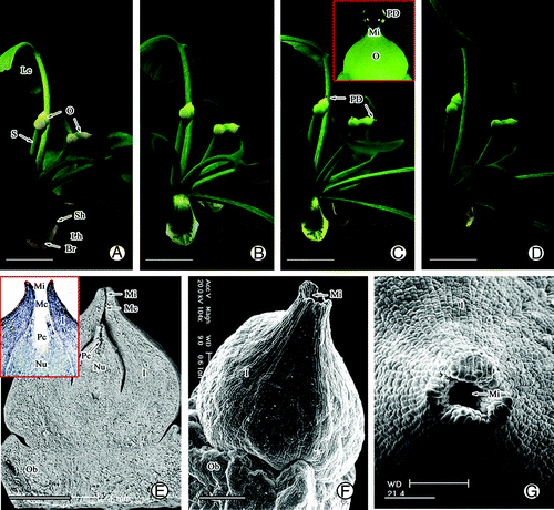 Figure 1. Morphology and structure of ovule in G. biloba during pollination stage. (A, B) Morphology of ovule before pollination. (C) PD secretion during pollination. (D) Morphology of ovule after pollination. (E) Anatomical structure of ovule. (F, G) Morphology of micropyle. Br, bract; I, integument; Le, leaf; Lh, long shoot; Mc, micropyle canal; Mi, micropyle; Nu, nucellus; O, ovule; Ob, ovule bracket; Pc, pollen chamber; PD, pollination drop; Sh, short shoot; S, stalk. Scale bars (A–D) = 1 cm, (E) = 1 mm, (F, G) = 200 μm.