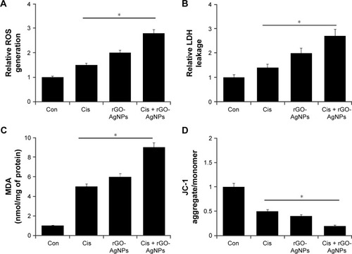 Figure 9 The effect of Cis or rGO-AgNPs alone or the combinatorial effect of Cis plus rGO-AgNPs on cell cytotoxicity in HeLa cells.Notes: HeLa cells were incubated with Cis (5 μM) or rGO-AgNPs (1 μg/mL) or a combination of Cis plus rGO-AgNPs for 24 hours. (A) ROS were measured, as relative fluorescence of 2′,7′-dichlorofluorescein, with spectrofluorometry. (B) LDH activity was measured at 490 nm, using an LDH-cytotoxicity kit. (C) The concentration of MDA was measured and expressed as nanomoles per milligram of protein. (D) MMP (ratio of JC-1 aggregate to monomer) was determined using JC-1 cationic dye after treatment. Results are expressed as mean ± standard deviation of three independent experiments. Treated groups showed statistically significant differences from the Con group, as determined by Student’s t-test (*P<0.05).Abbreviations: Cis, cisplatin; rGO, reduced graphene oxide; NPs, nanoparticles; ROS, reactive oxygen species; MDA, malondialdehyde; MMP, mitochondrial membrane potential; Con, control.