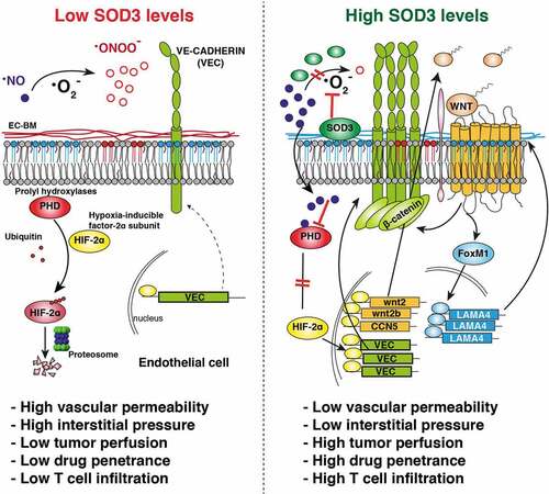 Figure 1. SOD3 ties vascular normalization to tumor infiltration by T cells. Specific SOD3-induced signaling pathways in tumor-associated EC. SOD3 is downregulated in most tumors (left). In this situation, NO is oxidized to form ·ONOO− and PHD enzymes are active, which fosters proteasomal-induced HIF-2α degradation; VEC expression is low, tumor interstitial pressure is high, and LAMA4 is reduced in the EC-BM, which hampers T cell infiltration. SOD3 re-expression in the TME (right) prevents ·NO oxidation, which inhibits PHD enzymes and stabilizes HIF-2α. HIF-2α then initiates a transcription program that upregulates VEC, reducing interstitial pressure, and induces specific WNT ligands, which triggers autocrine/paracrine activation of the WNT pathway. By stabilizing β-catenin, WNT signaling then strengthens AJ and simultaneously triggers LAMA4 upregulation through FoxM1; this generates a LAMA4-enriched EC-BM permissive for T cell infiltration.