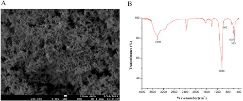 Figure 1. SEM images of HA(A) and the FT-IR spectra of HA (B).