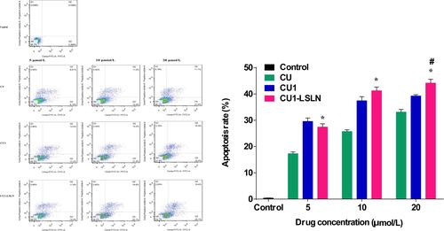 Figure 7 The effect of CU1-LSLN on apoptosis induction. The MHCC-97H cells (2×105 cells/well) were treated with CU, CU1 and CU1-LSLN (5, 10, 20 μmol/L) then were analyzed by Annexin V-PI staining flow cytometry. *P < 0.05 vs CU; #P < 0.05 vs.CU1.