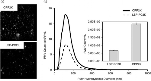 Fig. 6.  Nanoparticle tracking analysis shows 5 times higher counts of exosome-size PLT-derived extracellular microvesicles (PMVs) in cryopreserved platelets (CPPs) compared with liquid-stored platelet-processing controls (LSP-PCs). (a) Representative nanoparticle tracking analysis (NTA) video frames of PLT-derived extracellular microvesicles (PMVs) in 2,600 g spun LSP-PCs and CPPs supernatants (CPP2K, LSP-PC2K). (b) Histogram showing size distribution of PMVs and bar graph showing total count of PMVs released in LSP-PC2K and CPP2K per 1 mL. Data shown in mean±SD from n = 3 donors.