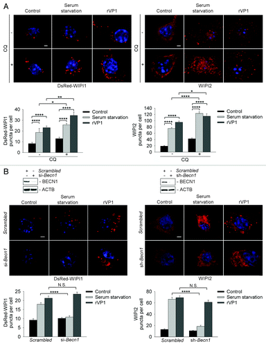 Figure 3. rVP1 induced WIPI1 and WIPI2 puncta formation in a BECN1-independent manner. (A) rVP1 and serum starvation increased WIPI1 and WIPI2 puncta formation. To examine WIPI1 puncta formation, RAW264.7 cells were transfected with DsRed-Wipi1 gene. The cells were then pretreated with or without 2 μM CQ for 30 min and subsequently treated with or without serum starvation for 160 min or 4 μM rVP1 for 4 h as indicated. To examine WIPI2 puncta formation, RAW264.7 cells were immunolabeled with anti-WIPI2 antibody followed by rhodamine-conjugated goat anti-mouse IgG (red). (B) rVP1 but not serum starvation induced DsRed-WIPI1 and WIPI2 puncta formation after knockdown of BECN1. RAWsh-scrambled, RAWsh-Benc1 stable cell lines or RAW264.7 cells transfected with DsRed-Wipi1 and scrambled or Becn1 siRNA were treated with serum starvation for 160 min or 4 μM rVP1 for 4 h. Fluorescent images were acquired by confocal microscopy. Scale bar: 2 μm. Data represent means ± SEM of quantitative analyses of DsRed-WIPI1 and WIPI2 puncta per cell in at least 50 cells/experiment in three independent experiments; *p < 0.05, **p < 0.01, ****p < 0.0001, N.S, not significant.