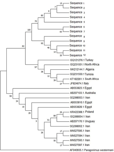 Figure 4 Phylogenetic relationship of F. hepatica isolated from cattle in Saudi Arabia computed by MEGA X the Maximum Likelihood (ML) and Tamura 3 parameter model from the partial (COI) gene nucleotide sequences, using P. westermani as an out-group strain. Numbers at the nodes indicate percentage of bootstrap support obtained in 1000 replicates.