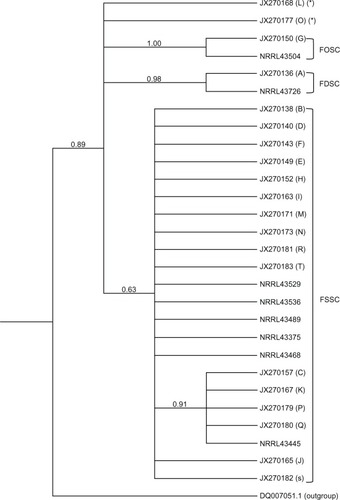 Figure 1 Consensus Bayesian phylogenetic tree of the ITS 1 and ITS 2 regions summarized after discarding as burn-in the first 25% generations of the Metropolis-coupled Monte Carlo Markov chain analysis. Numbers in the branches indicate the posterior probabilities estimate. Letter in parentheses corresponds to the haplotype. Only one sequence of each haplotype is represented in the tree. The parenthesis marked (*) represents isolates that did not group into any species complex.