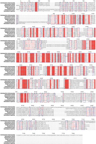 Figure 1. Sequence alignment between CDT holotoxin from A. actinomycetemcomitans, H. ducreyi, G. parasuis, S. dysenteriae, E. coli, C. jejuni, and H. hepaticus. the alignment was generated using ClustalW2 algorithm and presented using ESPript 3.0 (http://espript.Ibcp.fr/ESPript/cgibin/ESPript.Cgi). Identical residues are indicated by the dark red background and conserved residues are in red text.
