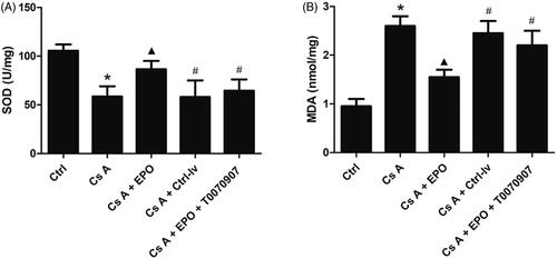 Figure 4. Effect of erythropoietin on oxidative stress reaction in concanavalin A-induced renal injury. (A) The concentration of MDA in kidney of each group. (B) The concentration of SOD in kidney of each group. Data are presented as the means ± standard error of the mean for six independent experiments. *p < 0.05 versus the control group; ▲p < 0.05 versus the Cs A group; #p < 0.05 versus the Cs A + EPO group.