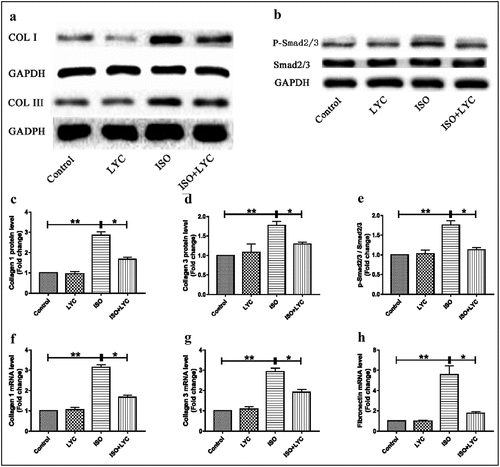 Figure 5. Treatment Of LYC Reduced Fibrosis In Heart Tissue Induced By ISO. (a) The Protein Bands Of Collagen I And Collagen III Were Detected By Western Blotting. (b) The Protein Bands Of Activated Smad2/3 Was Measured By Western Blotting. (c–e) Statistical Analyses Of Protein Levels Like Collagen I, Collagen III And P-Smad2/3. (f–h) Statistical Analyses Of Mrna Levels Of Collagen I, Collagen III And Fibronectin. *P < 0.05 And **P < 0.01 Mean Statistic Significance