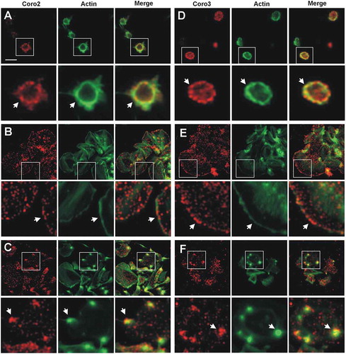 Figure 4. Subcellular localization of Coro2 and 3. Human platelets were fixed in suspension with paraformaldehyde and spun on poly-L-lysine coated coverslips (A, D) or were allowed to spread on 100 µg/ml fibrinogen coated coverslips (B, E, C, F) and fixed with paraformaldehyde. Cells were immunostained with an anti-Coro2 or Coro3 antibody followed by an Alexa568-coupled secondary antibody (red) and counterstained with FITC-phalloidin for filamentous actin (green). Images were acquired with a fluorescence microscope equipped with a structured illumination attachment and deconvolved. Magnified regions are indicated with a square. Arrows point at regions of interest: cell cortex (A, B, D, E), actin nodules (C, F). Scale bar 5 µm.