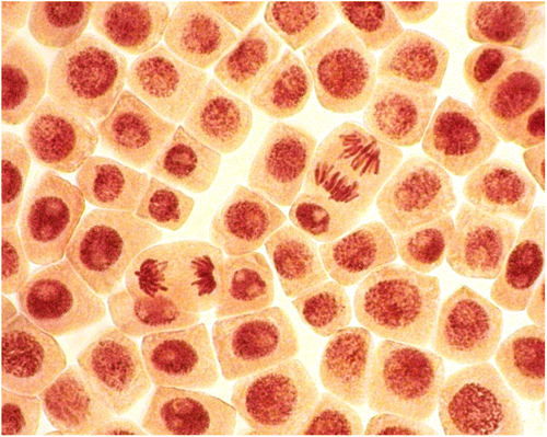 Figure 3. (Color online) Control meristematic cells of A. cepa.