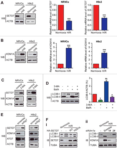 Figure 9. SETD7 expression was considerably suppressed whereas KDM1A expression was increased under H/R conditions. (A and B) As indicated by western blots and semi-quantitative real-time PCR assays, under H/R conditions, SETD7 expression was significantly decreased, and the levels of KDM1A were increased in NRVC and H9c2 cells compared with that under normoxic conditions. (C) The protein levels of SETD7 and KDM1A were examined in NRVC and H9c2 cells with or without 5 mM 3-MA treatment. (D) NRVC and H9c2 cells were incubated with 10 nM BafA for 2 h after being treated with 5 mM 3-MA for 12 h. The cell lysates were analyzed with anti-LC3B antibody. ACTB was used as a loading control. (E) NRVC and H9c2 cells were transiently transfected with scrambled or siRNA of Atg7 for 48 h. Total cell extracts were analyzed by western blotting using the indicated antibodies. (F) H9c2 cells were transfected with a plasmid encoding SETD7 (Fi) or siKdm1a (Fii) and treated them with H/R, or H9c2 cells were without any treatment. The cell lysates were analyzed with the indicated antibodies.