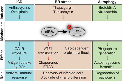Figure 1. Role of eIF2α phosphorylation in various stress pathways.