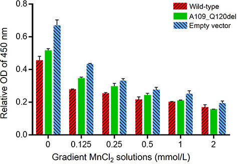 Figure 2 Evaluation of SPCA1 effect on cell viability in MnCl2 solutions. HEK293 cells were transfected with the ATP2C1 wild-type, mutant, and empty vector control plasmids, respectively. The transfected HEK293 cells were treated with gradient Mn2+ solutions (0, 0.125 mmol/L, 0.25 mmol/L, 0.5 mmol/L, 1.0 mmol/L, and 2.0 mmol/L). CCK8 assay was used to compare the effects of SPCA1 in the three cell groups on cell viability in gradient MnCl2 solutions. HEK293 cell proliferation rates of the three groups all decreased in the Mn2+ solutions in a dose-dependent manner. The cell proliferation rate of the wild-type was significantly lower than that of the A109_Q120del and the empty vector control (P < 0.01, Two-Way ANOVA; all P < 0.01, multiple comparisons among the three groups using Tukey’s multiple comparison test). The relative OD values of 450 nm are presented as the means ± SD. The above experiments were repeated three times independently.