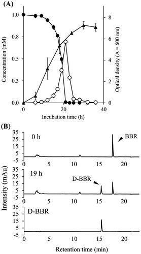 Fig. 2. The growth of BD7100 and BBR degradation in the growing-cell assay.