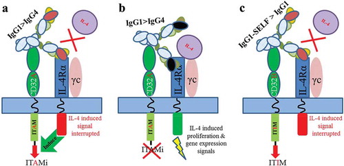 Figure 7. Schematic of the model of IL-4Rα blockade dependent ITAMi. (a) mAb4-2 binds to IL-4Rα and blocks the interaction of IL-4 with IL-4Rα while cross-linking the CD32A (the binding affinity：IgG1 > IgG4). The disruption of the IL-4-mediated signaling allows IL-4Rα to signal the Fc bound CD32A, resulting in activation of the ITAMi signaling; (b) 4C6 binds to IL-4Rα but cannot block the interaction of IL-4 with IL-4Rα, while cross-linking the CD32A. The undisturbed IL-4/IL-4Rα signaling does not send out signals to the Fc-bound CD32A, and thus no ITAMi is activated; (c) In the case of CD32B, mAb4-2 binds to IL-4Rα and blocks the interaction of IL-4 with IL-4Rα, while cross-linking the CD32B (the binding affinity：IgG1-SELF > IgG1), resulting in activation of the ITIM signaling.