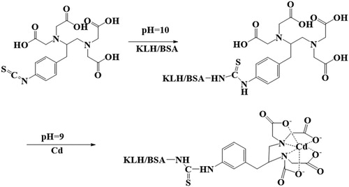 Figure 1. Conjugation of cadium ions with carrier protein.